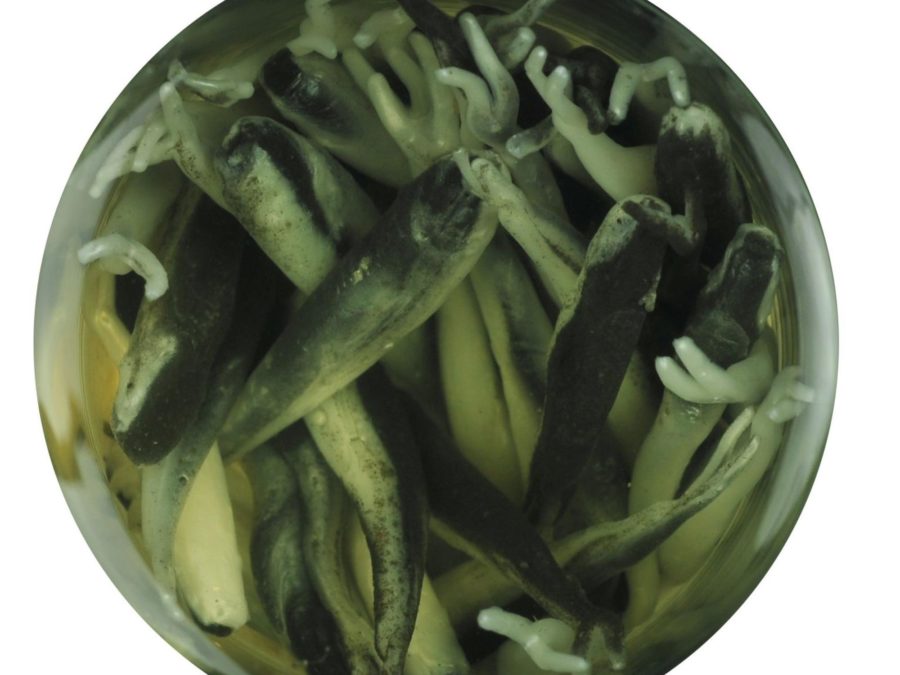 Gulp! Alive! Minnow Soft Bait – 1″ Length, Black Shad